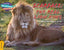 Scarface: The Real Lion King Gold Band