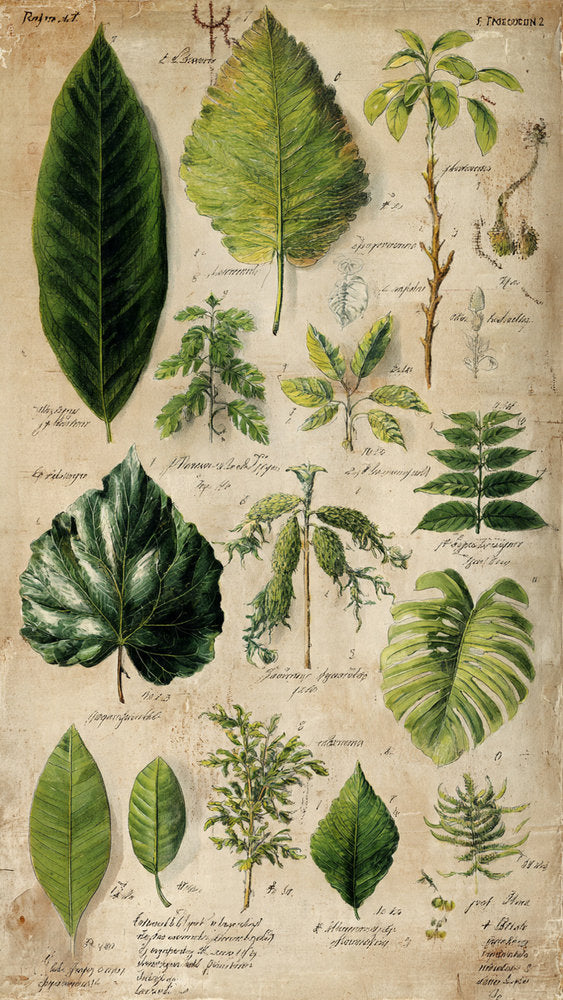 Funda Libro Botánica de Campo das Redes Imagen principal del producto