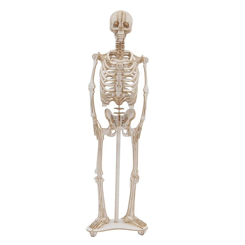 Maqueta de Papel 3D Esqueleto Fridolin Maquetas