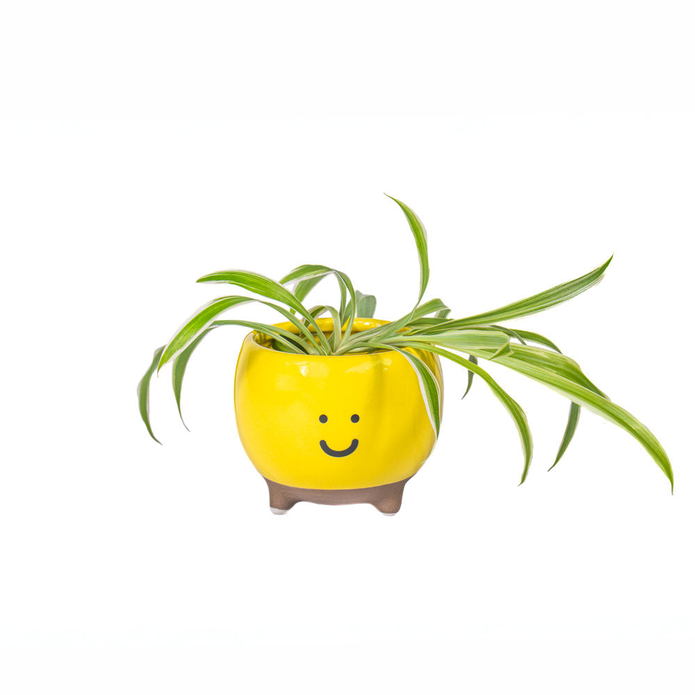 JARDINERA FELIZ AMARILLA | SASS & BELLE | 1 UNIDAD | 5055259283402