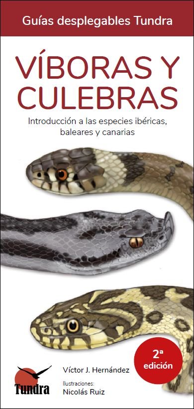 VIBORAS Y CULEBRAS - 9788419624079