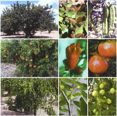 TRATADO DE FRUTICULTURA PARA ZONA ARIDAS Y SEMIARI - 9788484761112
