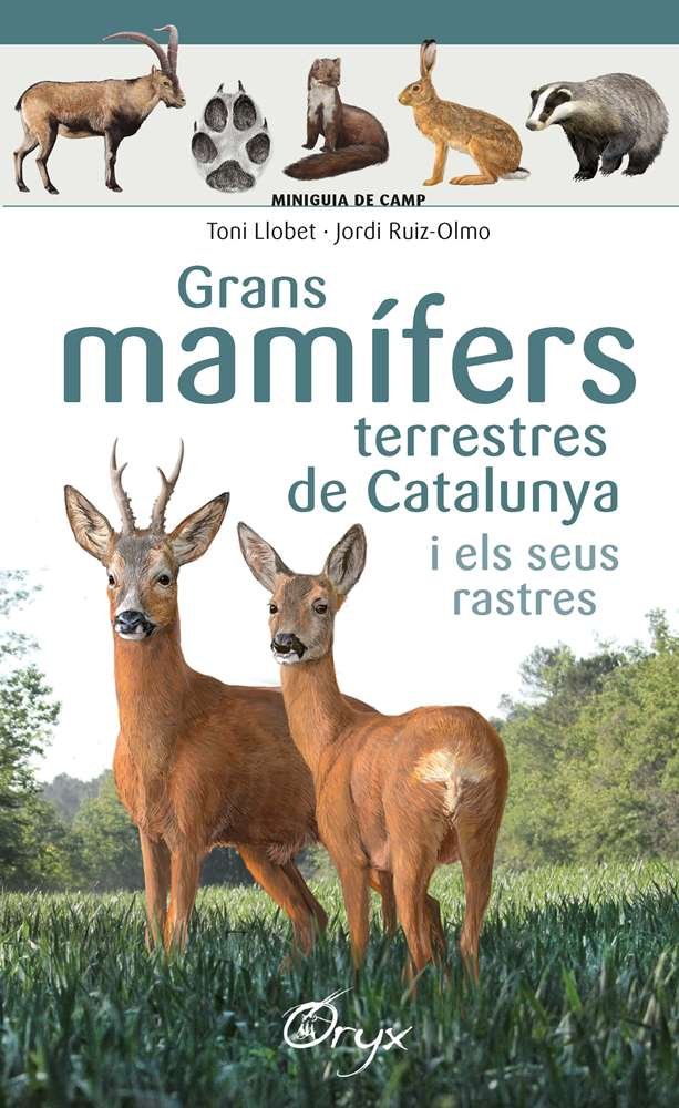 GRANS MAMIFERS TERRESTRES DE CATALUNYA I ELS SEUS RASTRES - 9788490347881 Imagen principal del producto