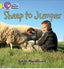 Sheep To Jumpers - Big Cat Phonics Level Yellow 3. Macdonald, Fiona (Harper Collins Publishers Ltd.) 9780007507825